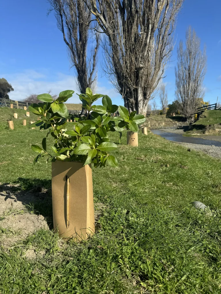 Ahuriri-Tributaries-Catchment-Group-Trust-Planting-Wharerangi-Stream